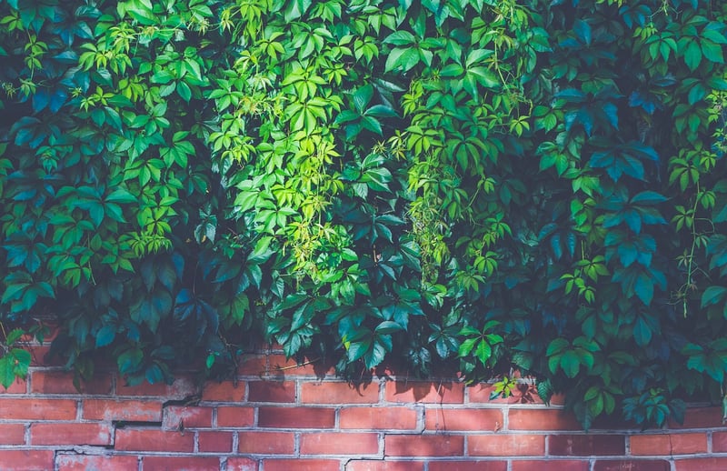 Climbing Plant