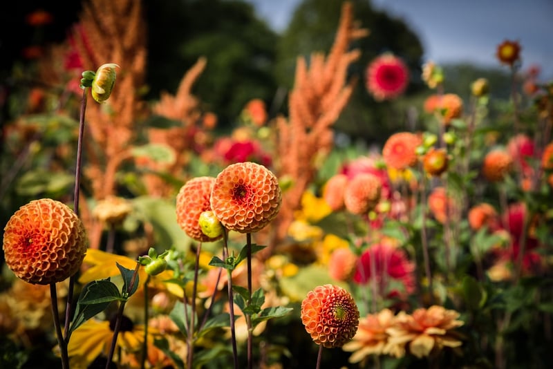 Colorful Annual Flowers