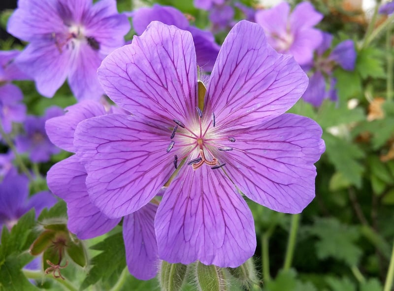 Beautiful Perennial Flowers