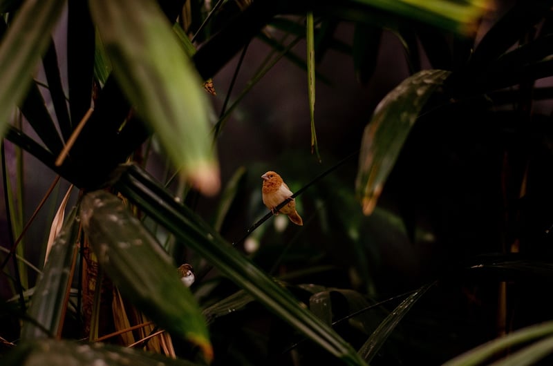 Tropical Plant