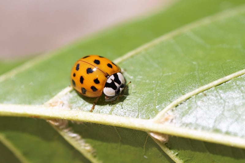 Ladybug on a leaf