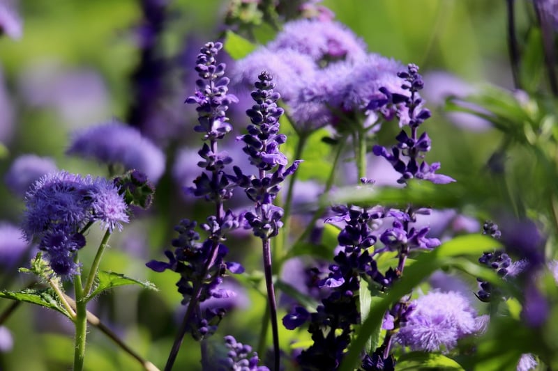 Sage plant