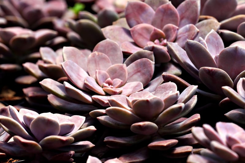 Succulent Plant